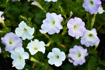 White red and blue flowers of petunia solanaceae close up on the garden bed