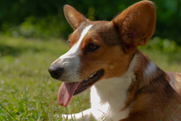 Charming cute little dog corgi cardigan in nature
