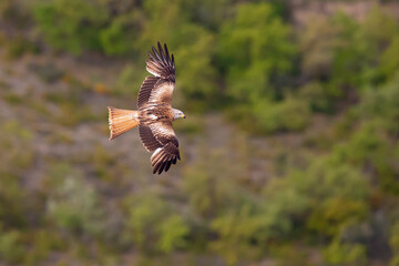 A red kite (Milvus milvus) in flight.