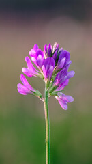 Fototapeta premium alfalfa