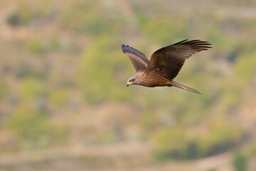 A black kite (Milvus migrans) in flight.