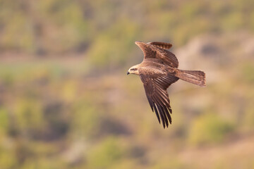 A black kite (Milvus migrans) in flight.