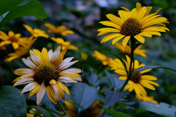 yellow flower fading to white close up
