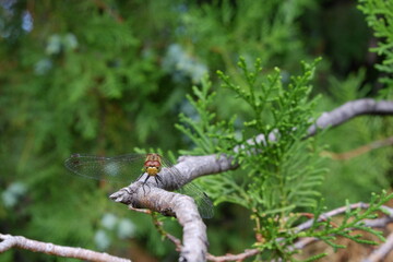 dragonfly on a branch of a coniferous tree close-up macro