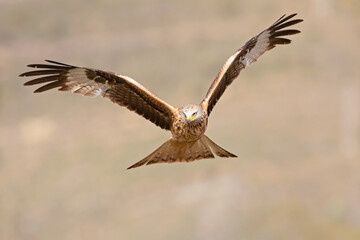 A red kite (Milvus milvus) in flight.