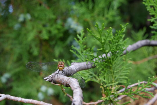 dragonfly on a branch of a coniferous tree close-up macro