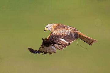 A red kite (Milvus milvus) in flight.