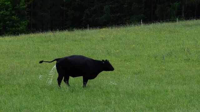 Beautiful black cow standing and peeing on a fresh green meadow in Bavaria, Germany. Farm animal urinating on a grass field, rural landscape scene. 4k