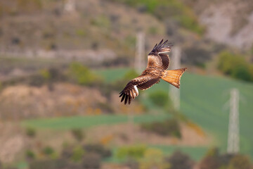 A red kite (Milvus milvus) in flight.