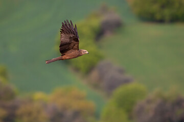 A black kite (Milvus migrans) in flight.