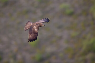 A black kite (Milvus migrans) in flight.
