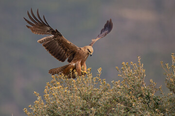 A black kite (Milvus migrans) landing in a tree.