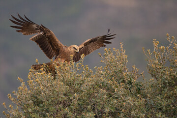 A black kite (Milvus migrans) landing in a tree.