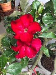 red rose in the garden