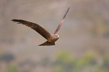 Fototapeta na wymiar A black kite (Milvus migrans) in flight.