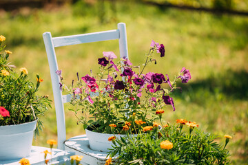 Decorative Wooden Chair Equipped Basket Flowers Garden In Sunny Summer Day. Summer Flower Bed With Petunias. Landscaping, Garden Decor. Close Up, Detail