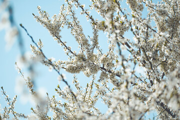 blooming spring tree with white flowers