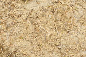 Dry yellow earth with cracks close up. The concept of global warming, cataclysms and drought.