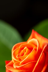 Close up of a rose with heart shaped leaf in background