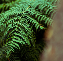 Fern with foreground green forest trees
