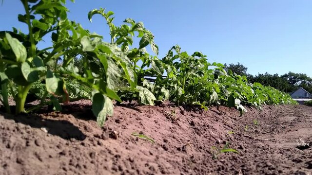 a row of potato plants on a field