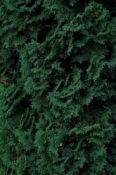 texture of dark green needles close up
