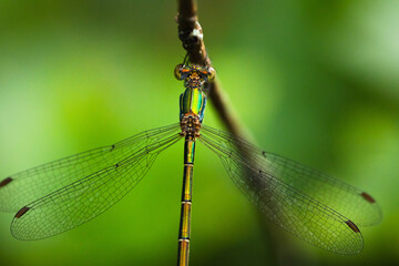Dragonfly rests on the branch