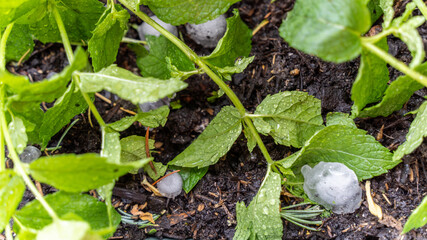 Devastating hailstorm, midsummer. Close-up of an aromatic plant pot, hit by hail
