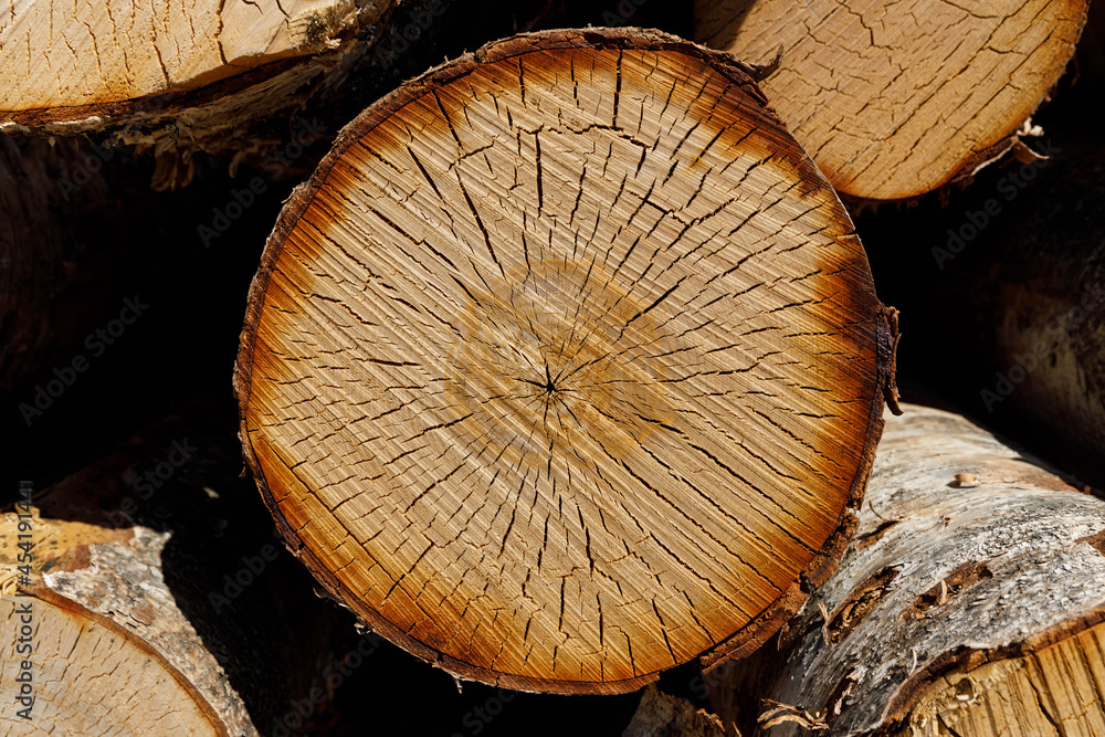 Poster birch logs lie stacked in nature