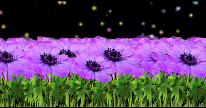 purple anemone flowers in the field under night