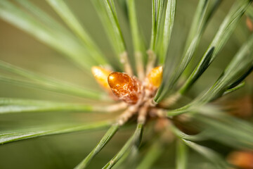Extreme macro closeup of a pine needles with a sprout of pine cone in focus.