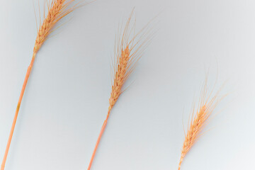 Three rye ears on white background, flat lay, copy space.