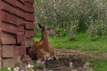 Doe near wooden house with baby animal in summer hot day