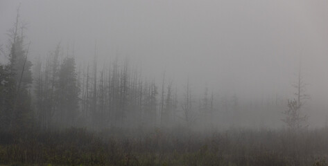 Forest of pine trees shrouded in fog