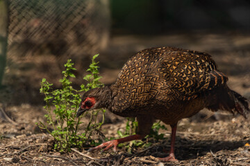 Birds in ZOO in cages in summer hot sunny day