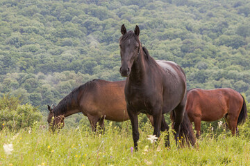 Three horses graze in a pasture in the mountains among green grass. The concept of cattle breeding.