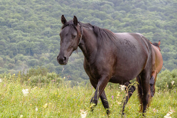 A dark brown horse with a chain around its neck. A pasture in the mountains among green grass. The concept of cattle breeding.