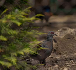 Pigeons in ZOO in cages in summer hot sunny day