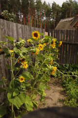 Słoneczniki kwitnące przy płocie drewnianym rustykalnym - obrazy, fototapety, plakaty