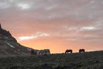 Icelandic Horse
Sunset