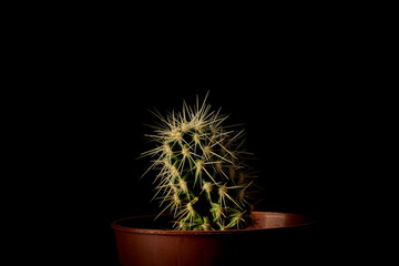 Cactus in a pot in a darkness