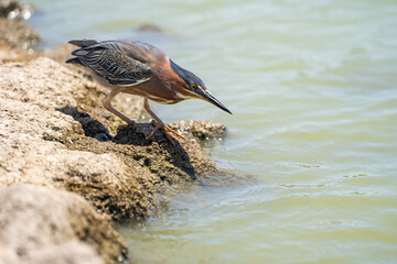 Green heron (Butorides striatus) is fishing. 