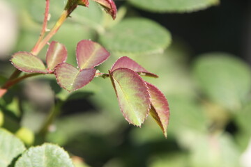 Fototapeta premium a young rose leaf with a red border