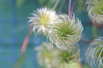 the fruit of clematis is polygonal
