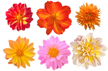 Six bright beautiful different flowers close up on white isolated background