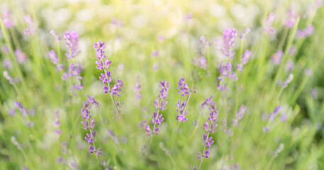 Obraz premium Young shoots of lavender in bloom. Summer.beautiful background. Selective focus