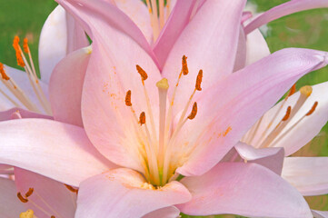 Bright beautiful pink lily flowers with yellow stamens close-up on a green background