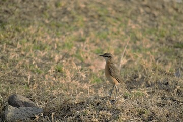 Bird on field 