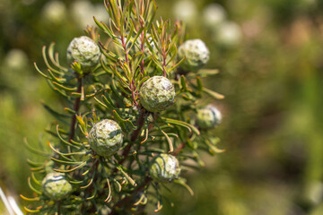Leucadendron (Leuca Cone Jade Pearl)