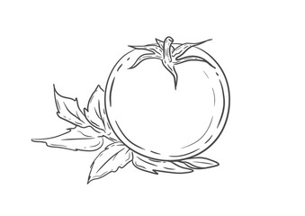 Tomato hand drawn vector illustration.Isolated vegetable image.Organic Food, sauce, dishes component.